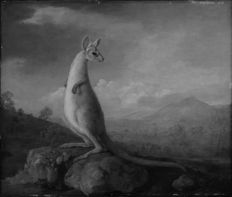 'קנגורו מניו הולנד' - ציור של האמן ג'ורג' סטאבס, שהיווה התיעוד הראשון של חיה אקזוטית עבור אנשי המערב. הצייר לא ראה בעצמו את הקנגורו אלא עקב אחרי תיאורים מפי כאלו שזכו לראותו. בריטניה, 1772