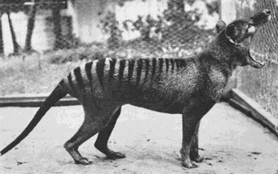 התיעוד האחרון של זאב הכיס, מין של חיית טרף אוסטרלית שנכחד. שנת 1933