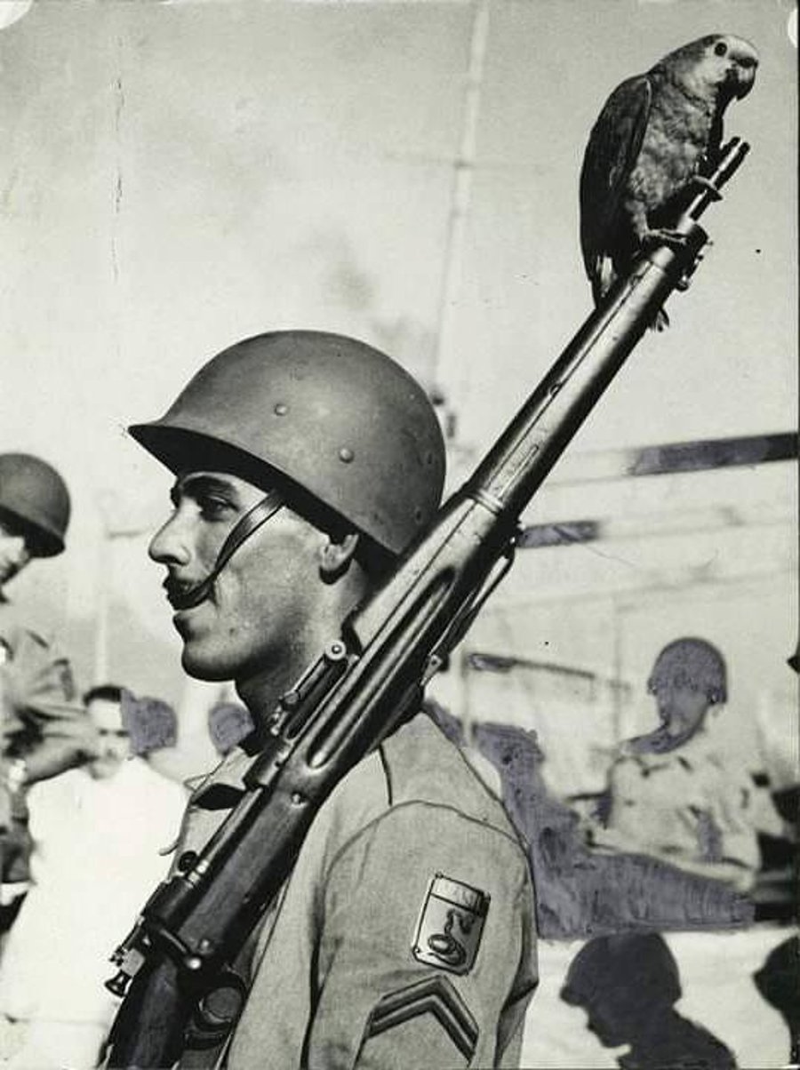 חייל של כוח המשלוח הברזילאי שנלחם עם בעלות הברית, מתאוורר עם התוכי. מלחה"ע השנייה