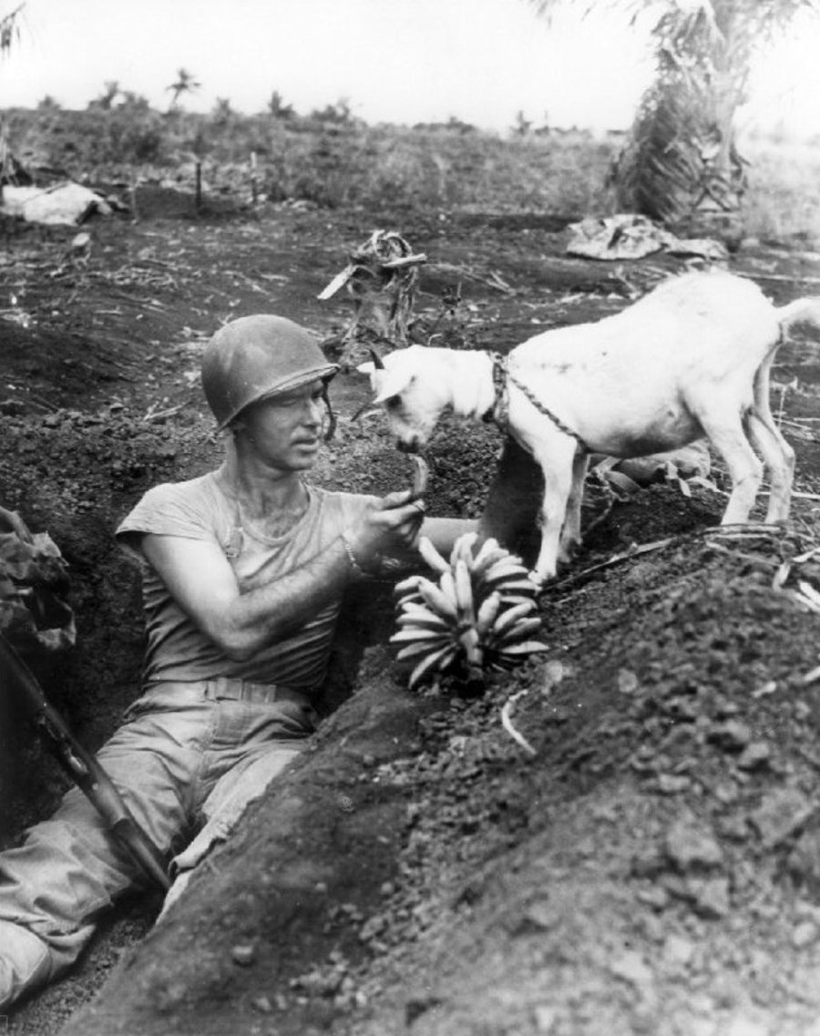 חייל מאכיל עז בבננות במהלך הקרב על האי סאיפאן. 1944
