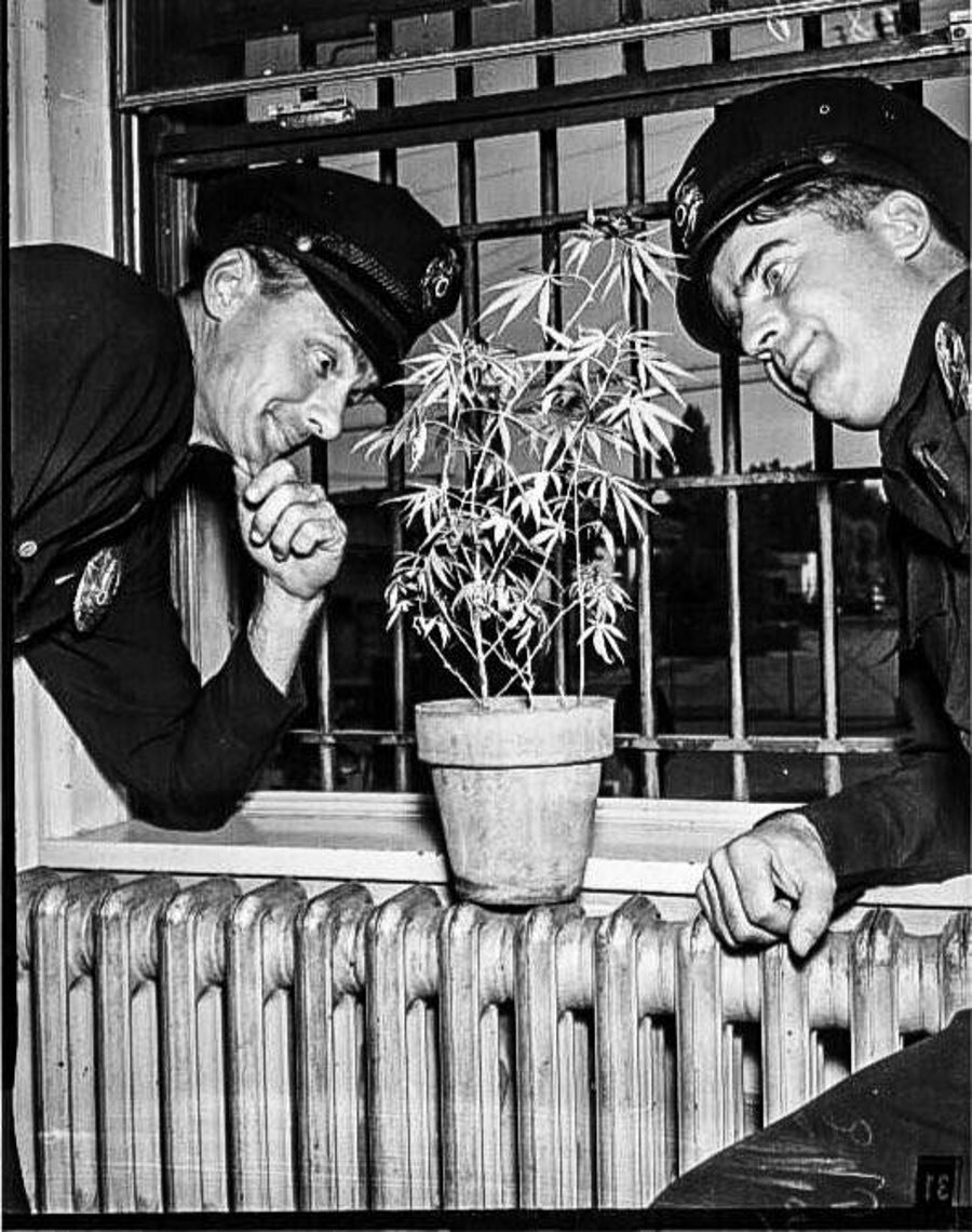 שוטרים אמריקניים בוחנים עציץ מריחואנה שהחרימו. ארה''ב 1951