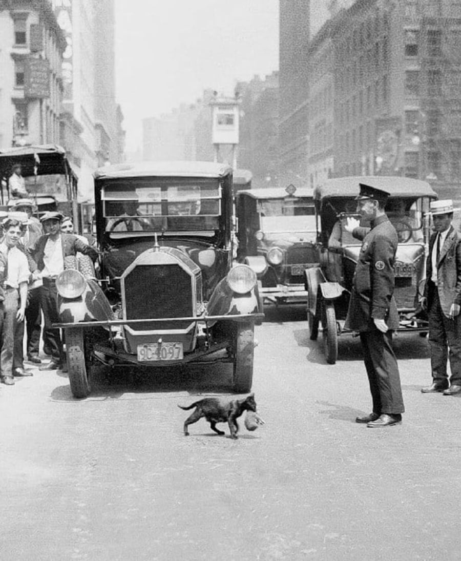 שוטר תנועה עוצר את כל הכביש כדי שחתול יוכל לחצות. מנהטן ניו יורק ארה"ב, 1925
