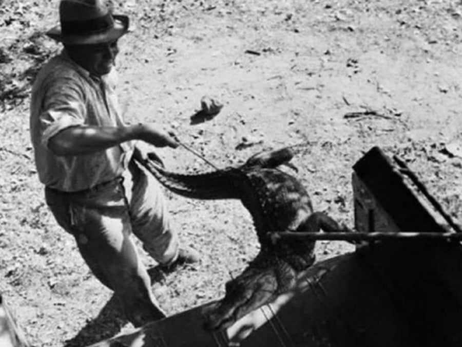 שוטר מנסה להכניס תנין לתוך הניידת שלו, כחלק מאיסוף הוכחות. מדובר בתיק רצח שבמסגרתו האכיל ג'ו בול כמה בני אדם לתנינים ואז שם קץ לחייו. טקסס ארה"ב 1938