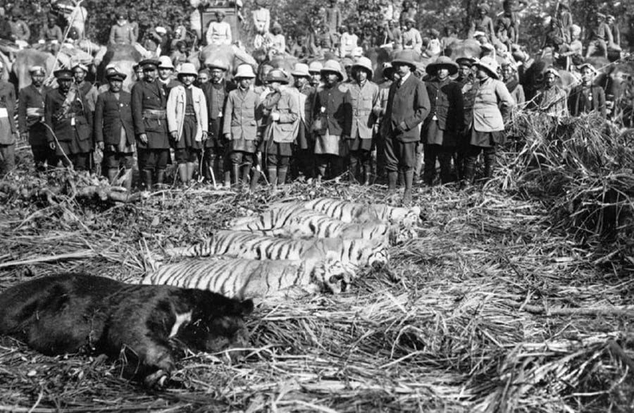 סיכומו של מסע ציד: קבוצה בראשות מלך בריטניה ג'ורג' החמישי הצליחה לצוד 39 נמרים, 18 קרנפים ו-4 דובים בגיחה אחת. נפאל, 1911
