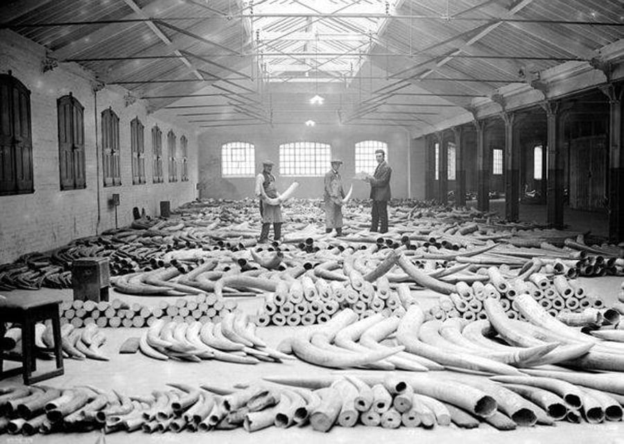 בין השנים 1860-1920 ייבאה בריטניה כ-30,000 טון שנהב, שהם שווי ערך לכ-1.1 פילים מתים. בתמונה: מחסן גדוש בחטי פיל. לונדון, בריטניה בשנות ה-20