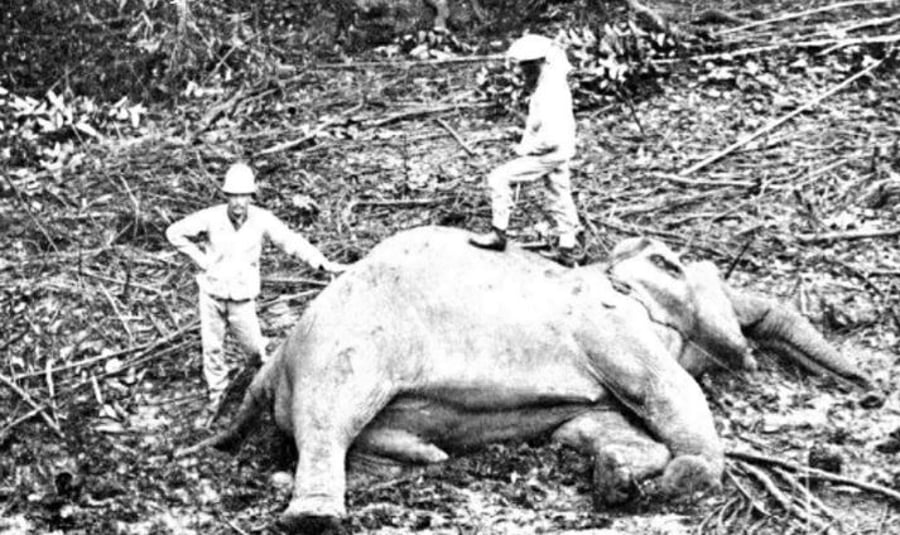 ציד פילים. סרי לנקה 1880