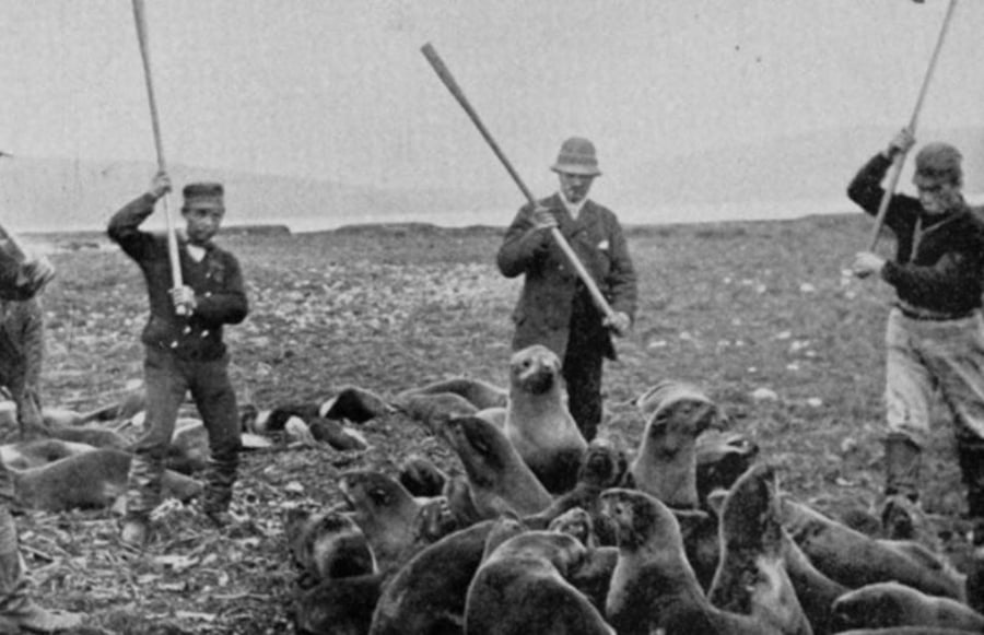 ציד ברוטלי של כלבי ים על החוף. אלסקה, ארה"ב 1895