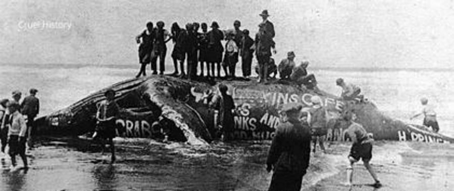 אנשים מצטלמים על גופת לוויתן שעליה ריססו כתובות בגרפיטי. קליפורניה ארה"ב 1919