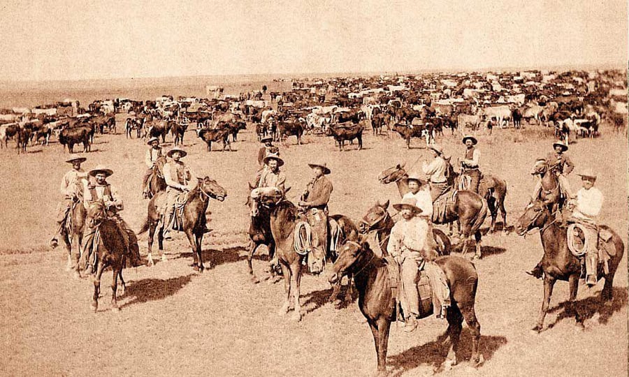 בוקרים אמריקנים מצטלמים לצד הפרות שלהם. ניו מקסיקו 1885