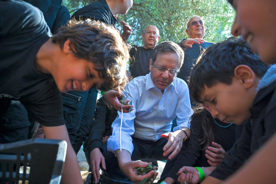 בגינת בית הנשיא: הרצוג מסק עצי זיתים עם תלמידים צעירים