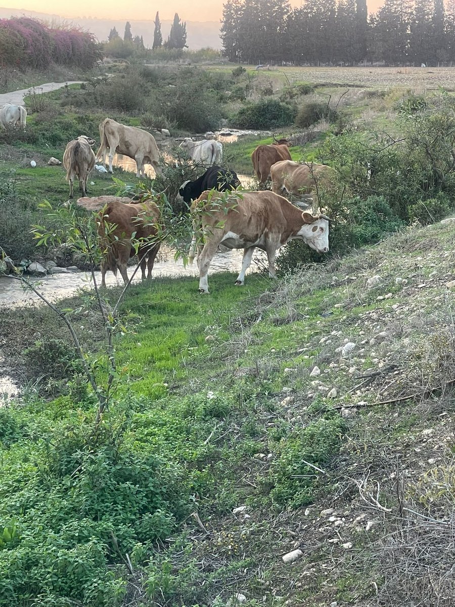 ערבי פלש עם עדר פרות לשטח חקלאי, גרם נזק ונעצר