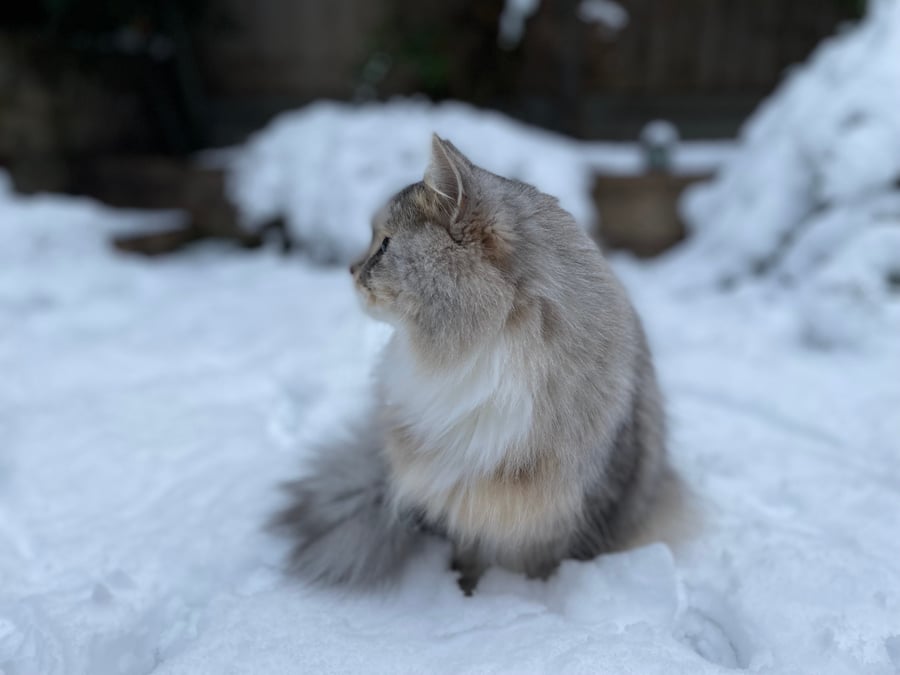 חתול בשלג בבירת אנגליה - מוקדם יותר היום