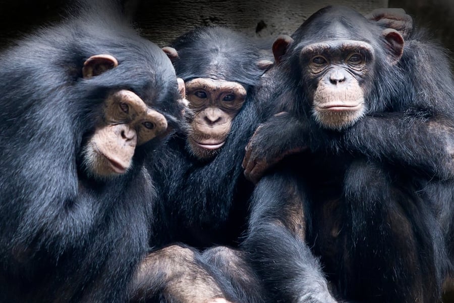חרדה בגן החיות: 5 שימפנזות ענק ברחו, צלפים הוזעקו