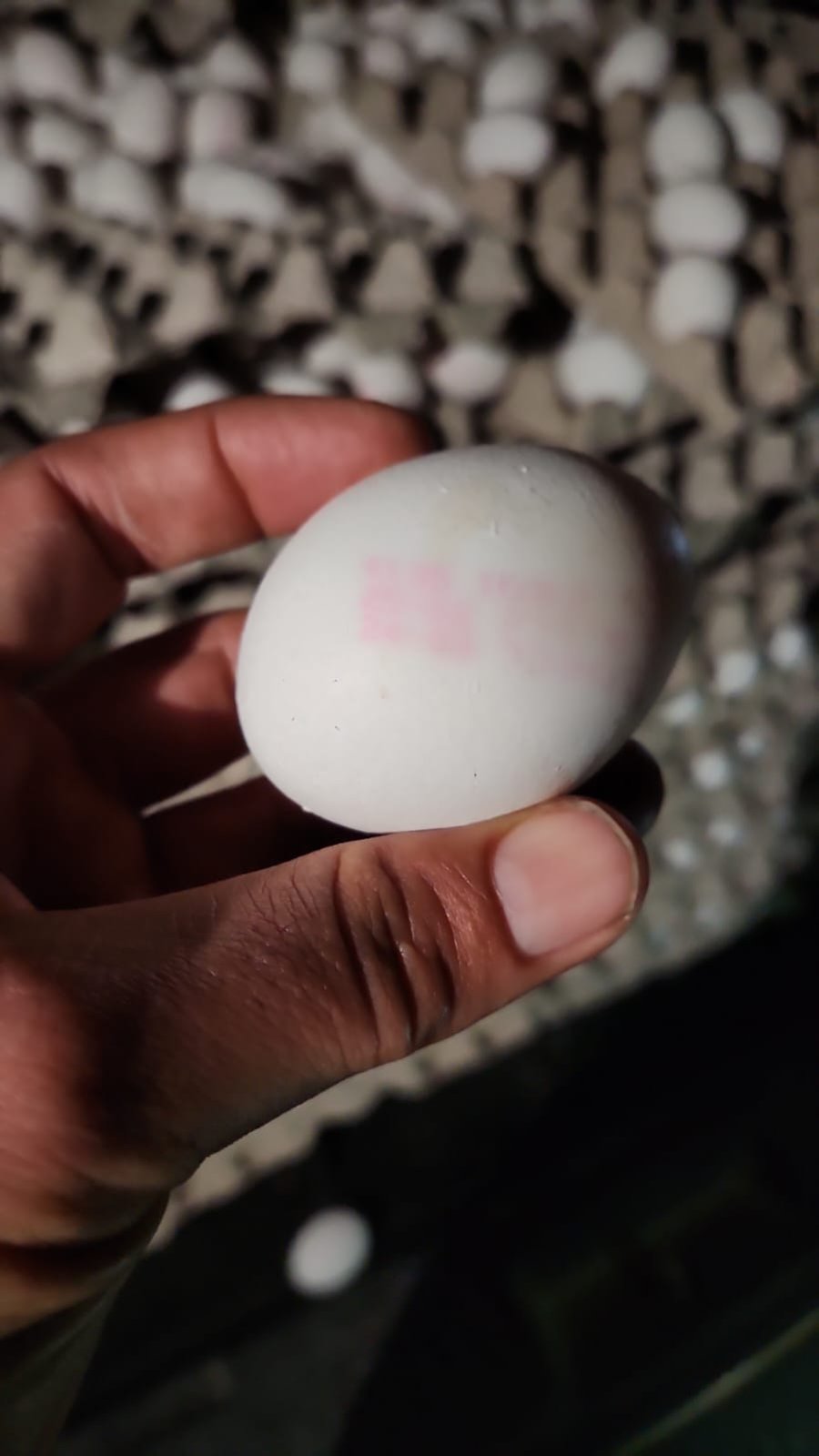 תושב נתיבות נתפס עם 12 אלף ביצים מוברחות