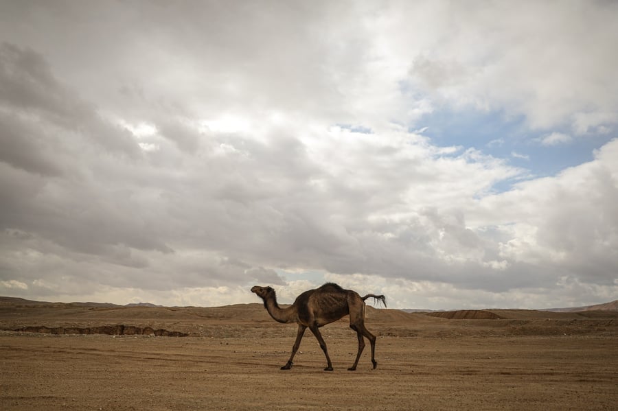 הגשם והפלסטיק הגיעו לגמלים במדבר יהודה | צפו בגלריה
