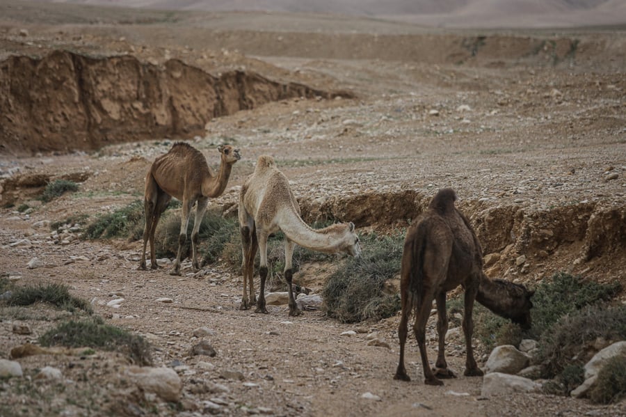 הגשם והפלסטיק הגיעו לגמלים במדבר יהודה | צפו בגלריה