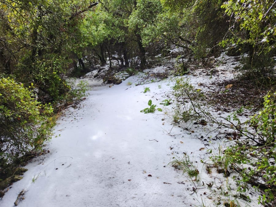 שלג בשמורת הטבע הר מירון • צפו בתמונות