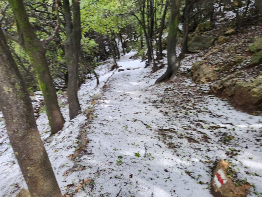 שלג בשמורת הטבע הר מירון • צפו בתמונות