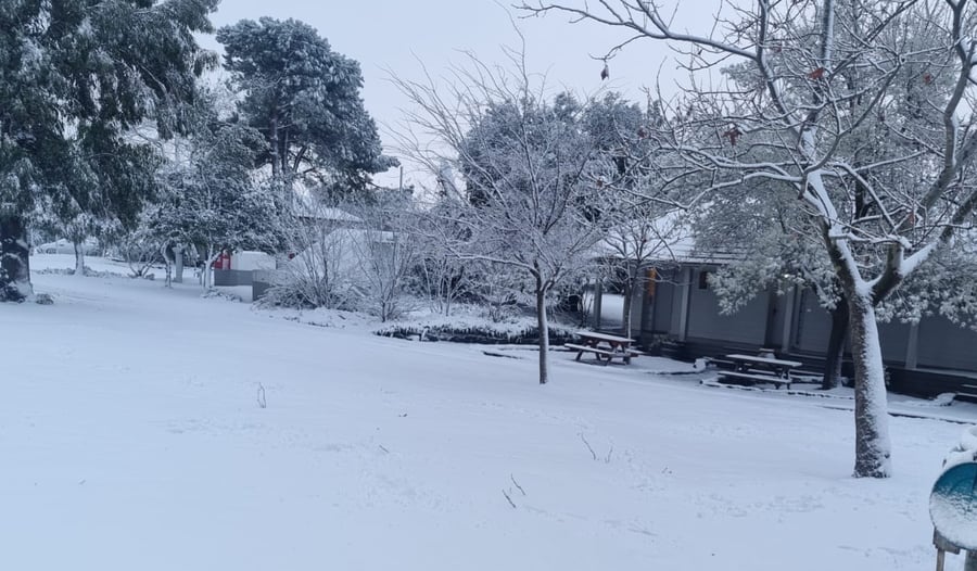 תושבי הגולן התעוררו למרבדי שלג לבנים ויפים | תיעוד