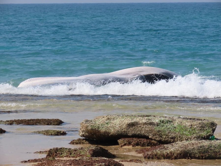 לויתן מצוי נפלט במרחב הימי הצבאי הסגור בחוף זיקים | תיעוד