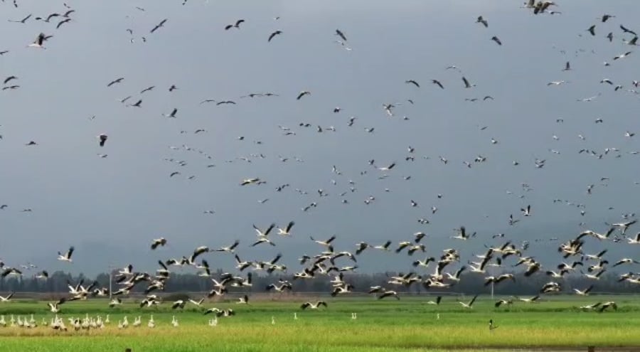נדידת החסידות