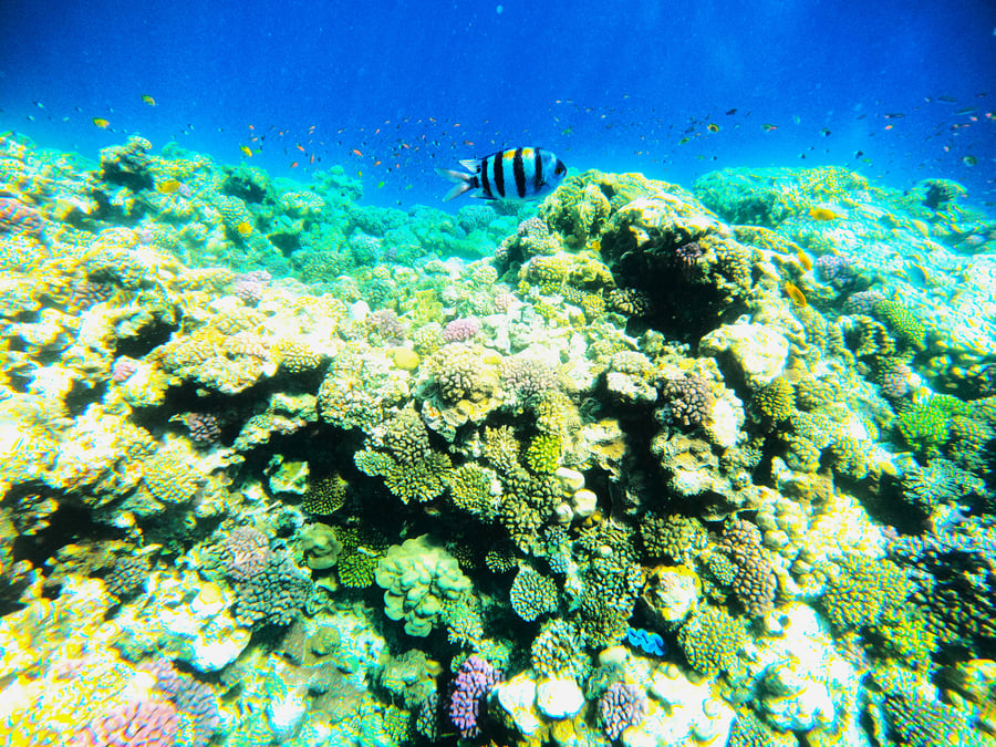 החור הכחול של ים סוף | מסע בצלילה אל היופי הקטלני שנטל חיים של רבים • תיעוד