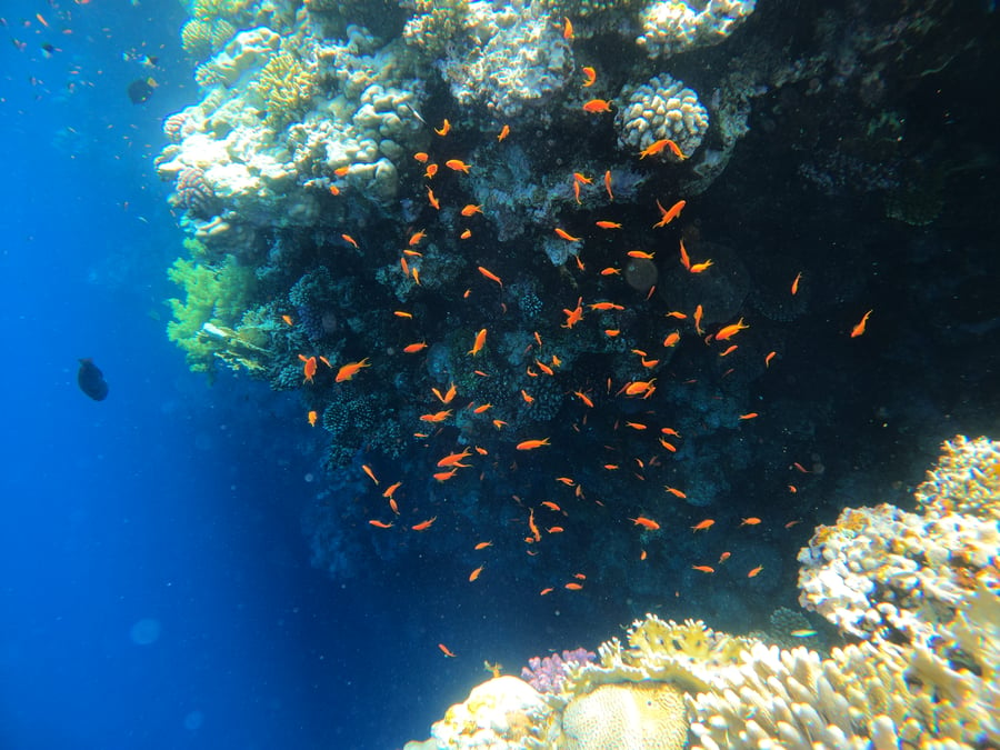 החור הכחול של ים סוף | מסע בצלילה אל היופי הקטלני שנטל חיים של רבים • תיעוד