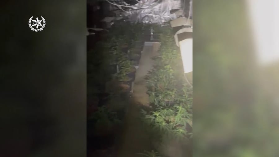 התפיסה באלסייד | צפו