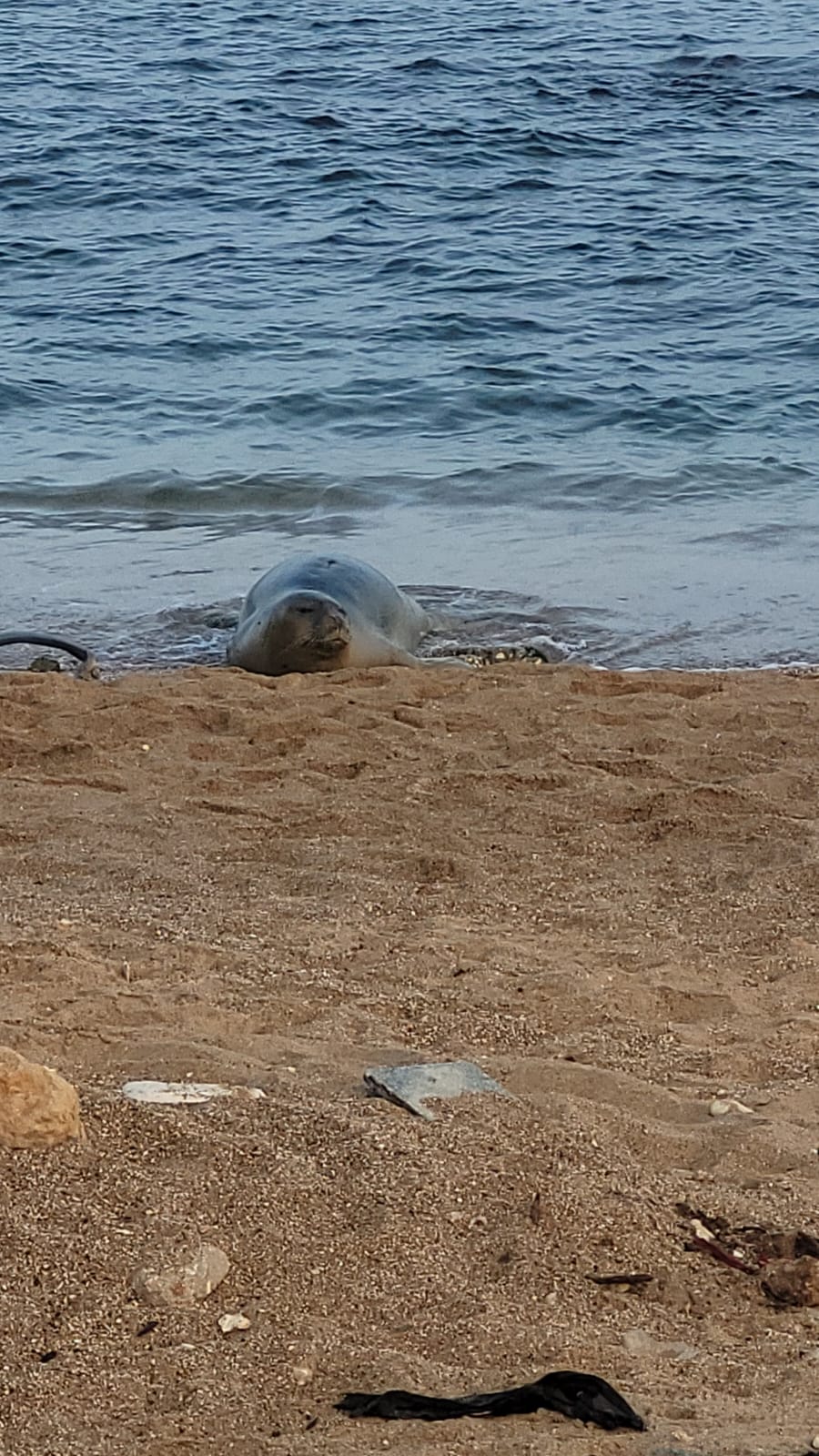 כלבת הים שבה לחופי ישראל; "אל תתקרבו אליה" | תיעוד