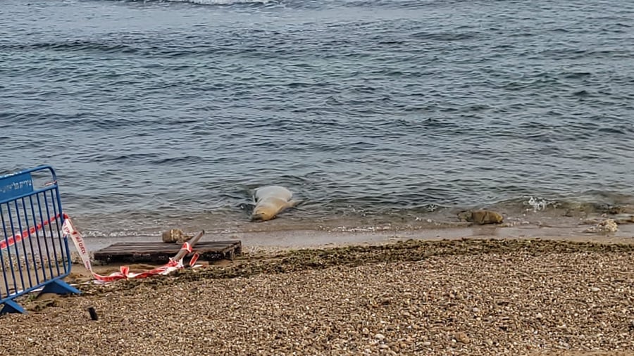 כלבת הים שבה לחופי ישראל; "אל תתקרבו אליה" | תיעוד