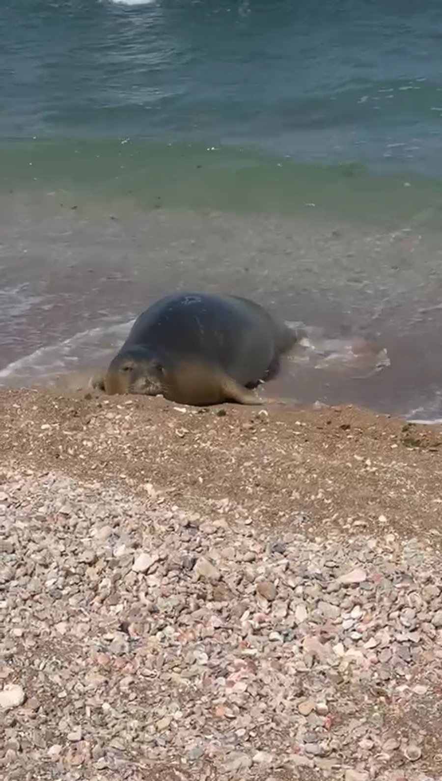 הכלבה הבוקר בתל אביב