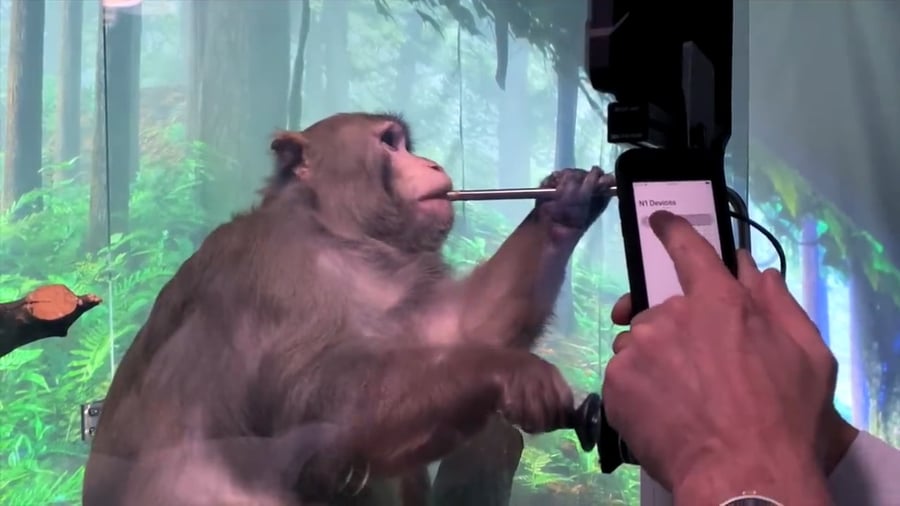 חיבור הקוף לטלפון. 