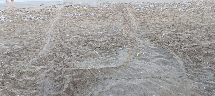 באזור חיפה: מתנדבים מצאו שני קינים של נקבת צב ים חומה
