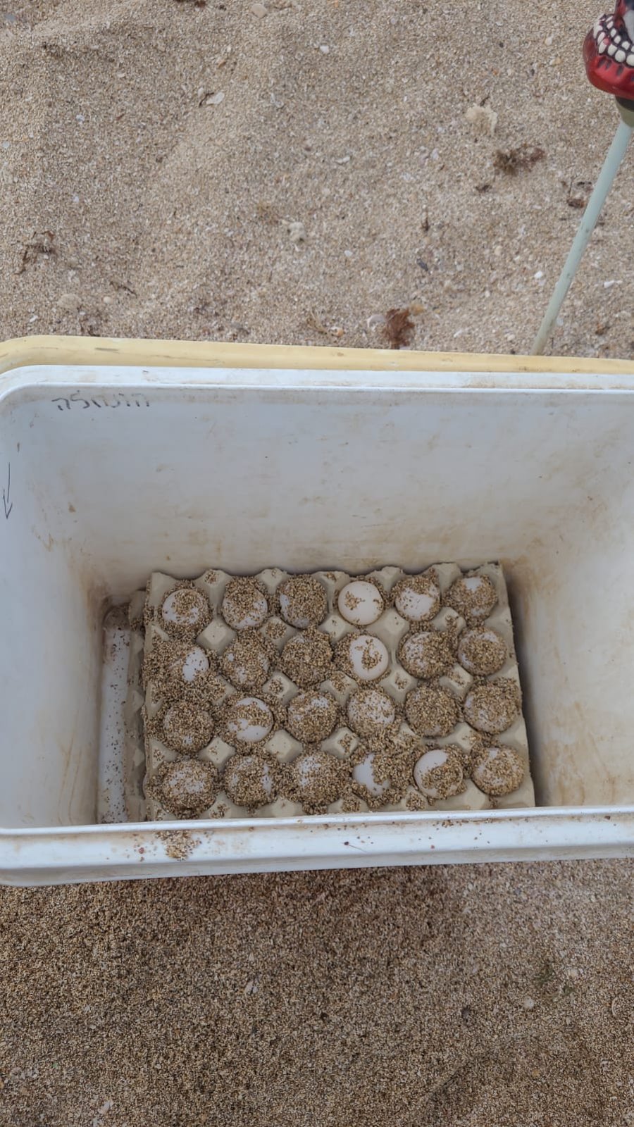 באזור חיפה: מתנדבים מצאו שני קינים של נקבת צב ים חומה