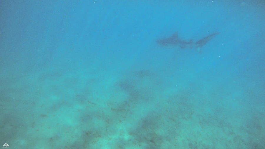 יתקוף אזרחים? כריש טיגרסי תועד סמוך לחוף באילת • צפו
