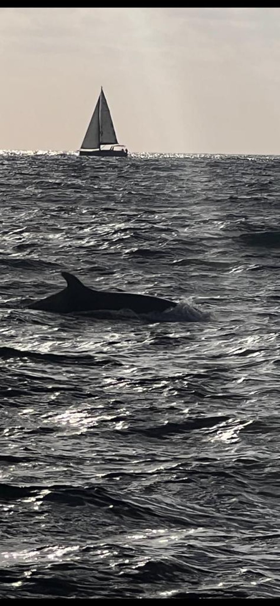 תיעוד נדיר: להקת דולפינים נצפתה מול חופי הרצליה • צפו