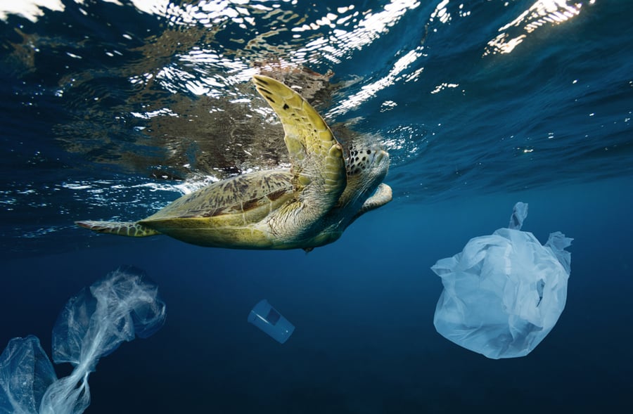 צבי ים חושבים ששקיות פלסטיק הם מדוזות - אותם הם אוכלות ונחנקות מהם. ואנחנו סובלים מהמדוזוזות