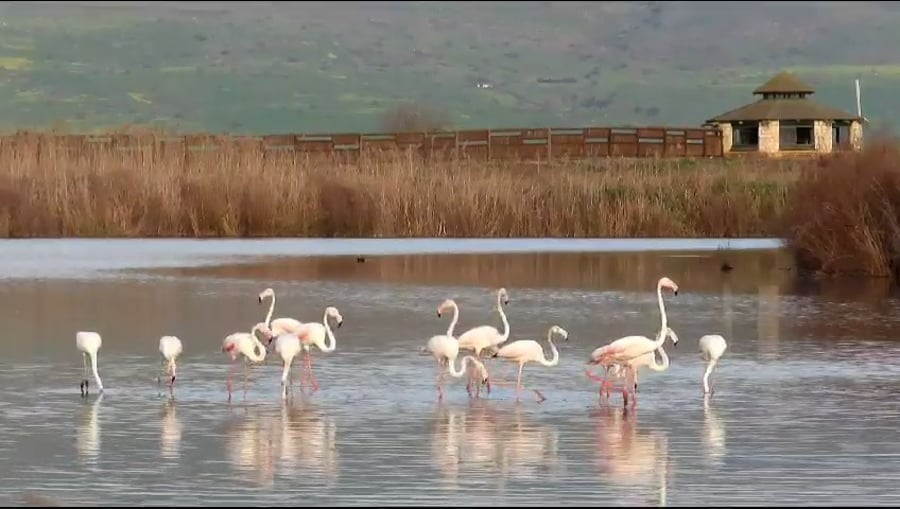 התיעוד מהאגמון, הבוקר