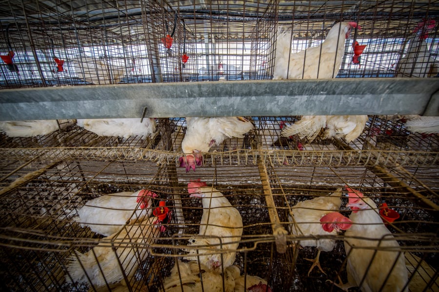 תיעוד מזעזע: אלפי תרנגולות מתו בגל החום הכבד