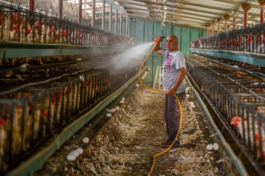 תיעוד מזעזע: אלפי תרנגולות מתו בגל החום הכבד