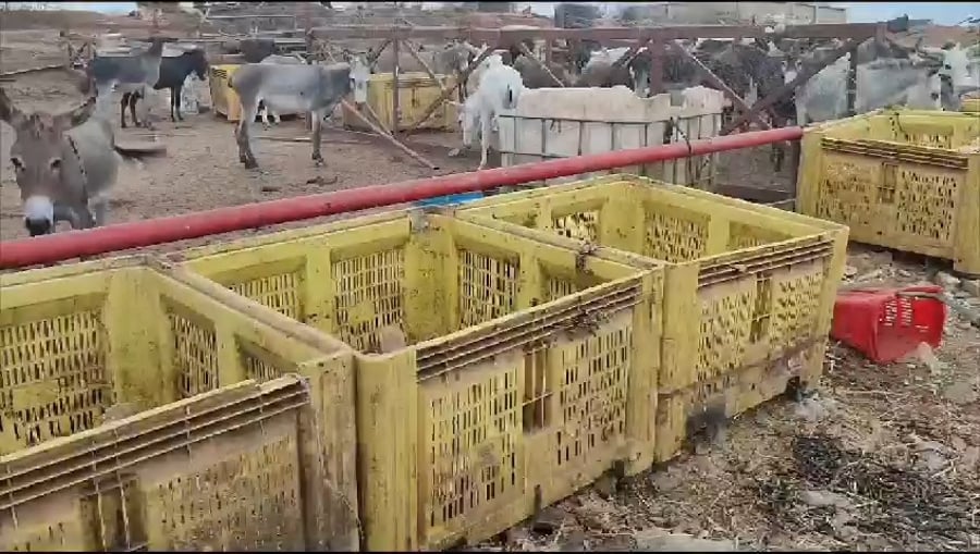 הזוועה בחווה