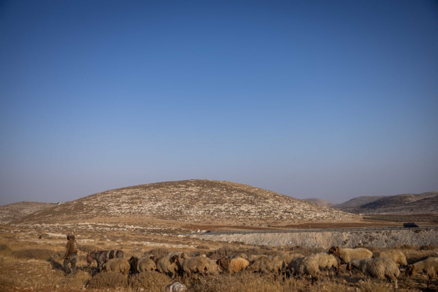 רועי צאן ליד רמת מגרון