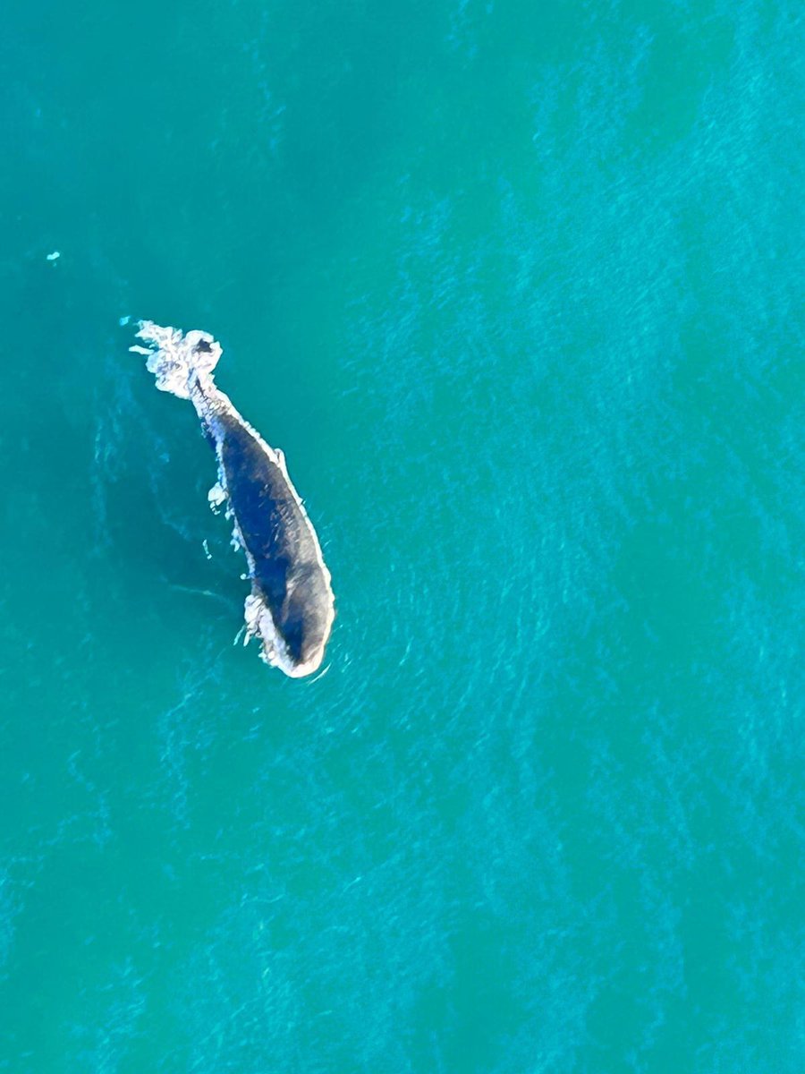 סוף עצוב: הלוויתן באורך עשרה מטרים נפלט מת לחוף