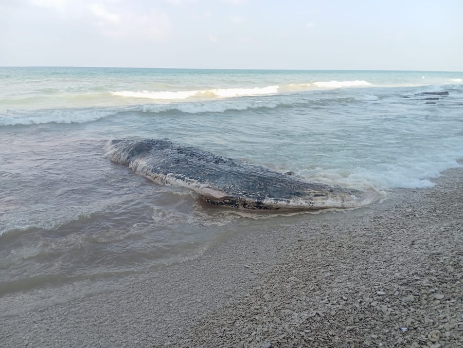 סוף עצוב: הלוויתן באורך עשרה מטרים נפלט מת לחוף