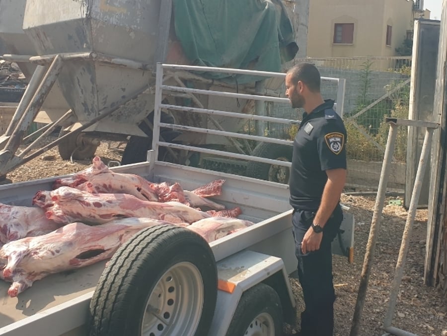 השוטרים הופתעו: 100 ראשי כבש ו-230 ק"ג בשר בבית מטבחיים פיראטי 