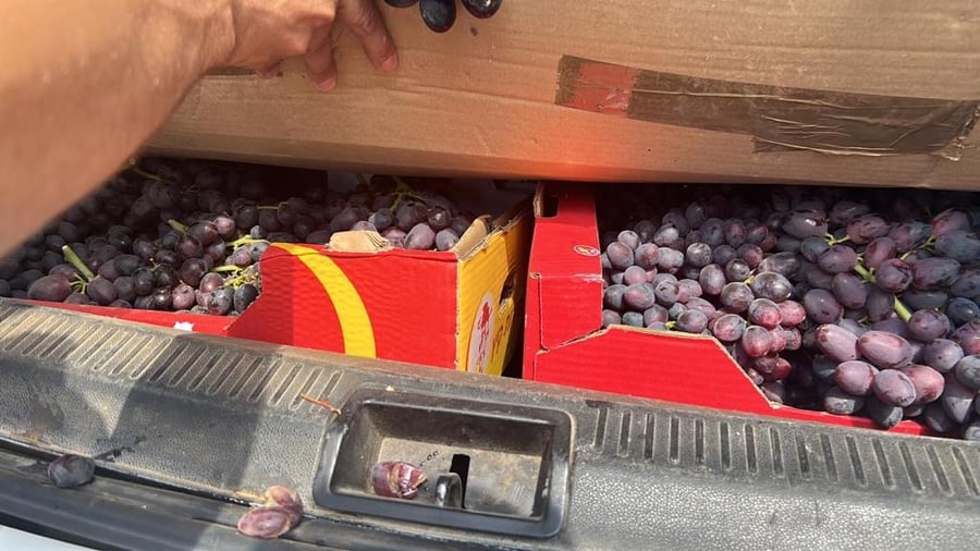 הבדואי וחברו נתפסו על חם בזמן שגנבו עשרות קילו ענבים 