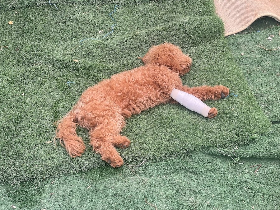 'נחשון', הכלב של השומרים שנפצע במהלך הלחימה