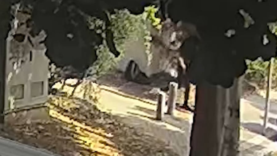 תיעוד של החשודים ומעצרם