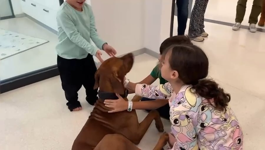 המפגש עם הכלב