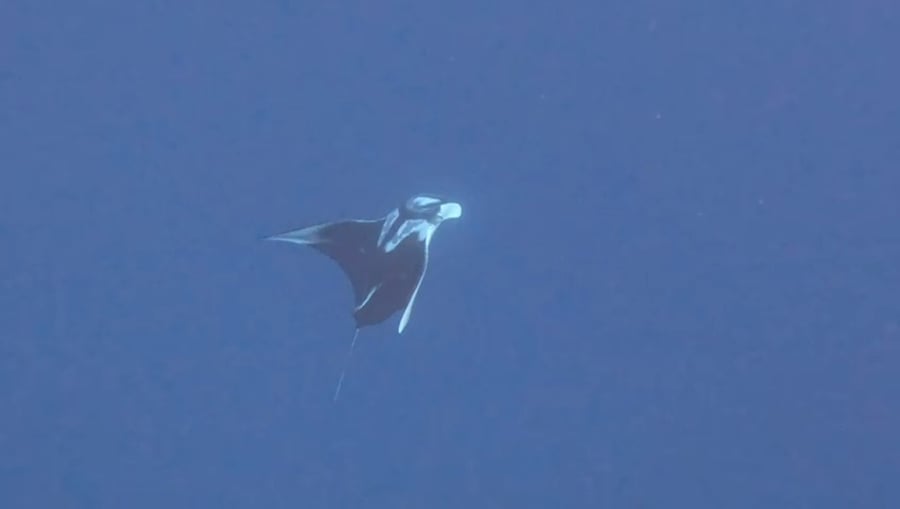 התצפית למנטה ענק